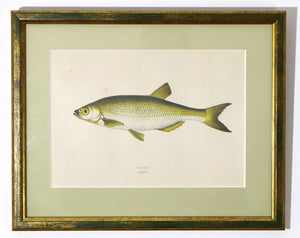 Framed antique print. Wall art of vintage fish illustration