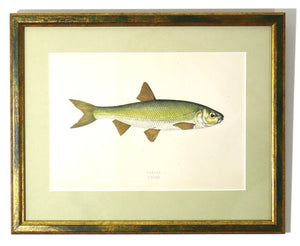 Framed antique print of a fish illustration by Jonathan Couch