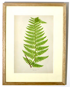 Fern - Dicksonia Punctiloba