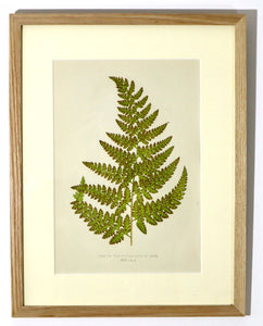 Fern - Cavallia Trichosticha