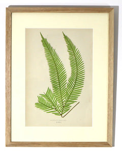 Fern - Cleichenia Flabellata